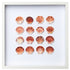 Peach and Orange Flat Scallop Shells - Pack of 25